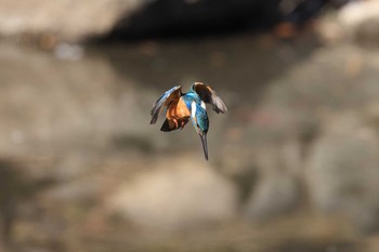 カワセミ 大阪城公園 2021年1月10日(日)