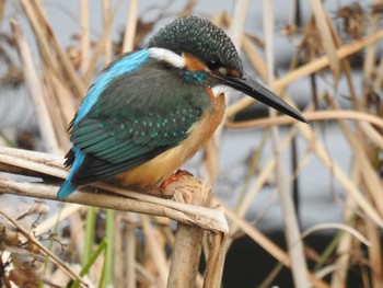 2021年1月11日(月) 芝川の野鳥観察記録