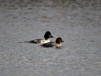 2016年11月26日(土) 葛西臨海公園の野鳥観察記録