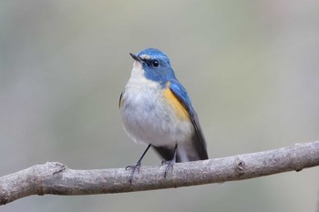 ルリビタキ 小山田緑地公園 2021年1月11日(月)