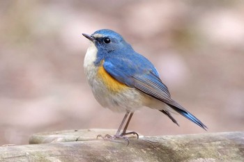 ルリビタキ 小山田緑地公園 2021年1月11日(月)