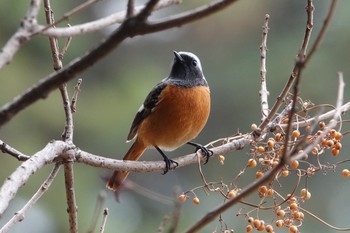 2021年1月11日(月) 東京都の野鳥観察記録