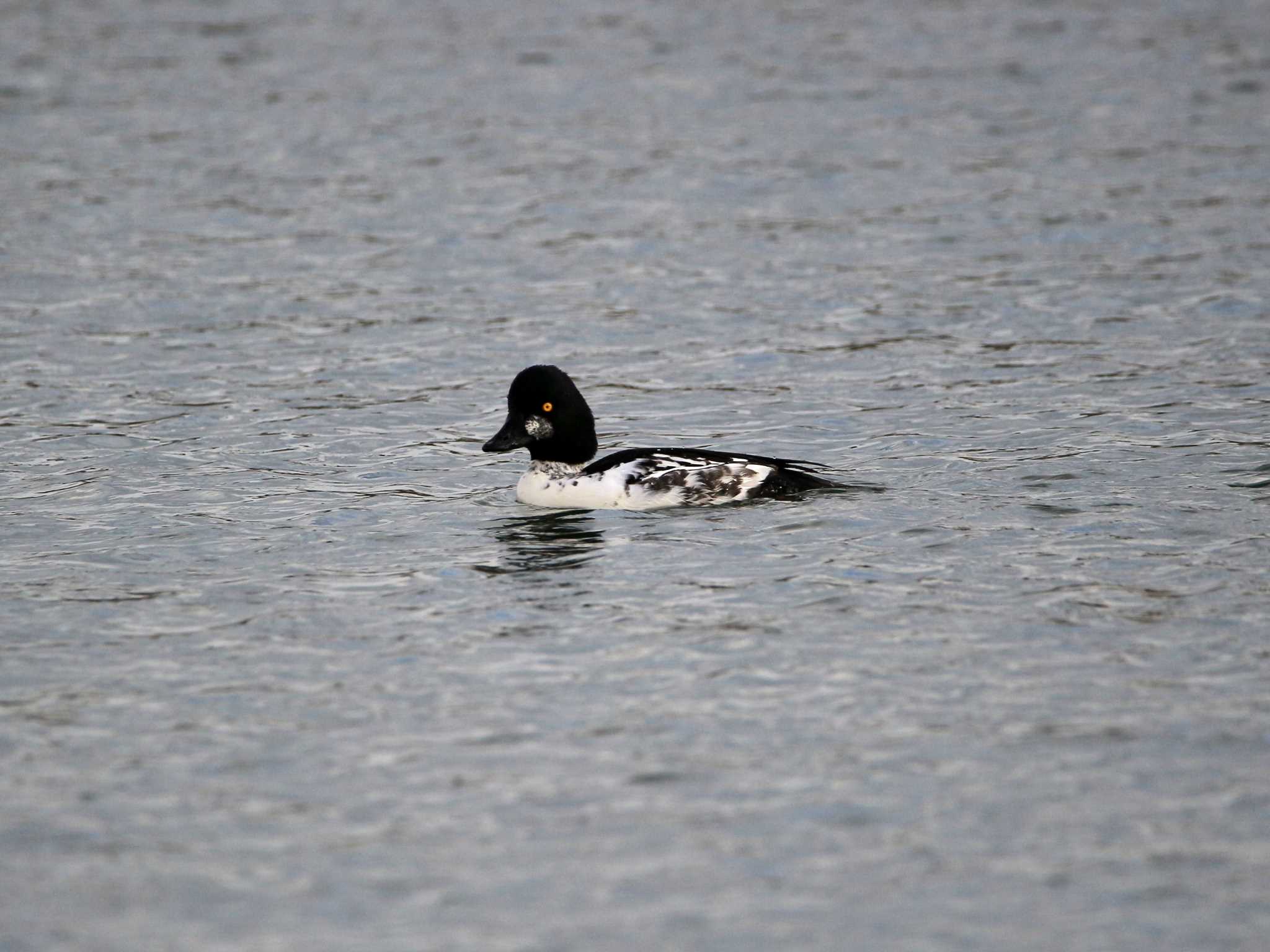 Photo of Common Goldeneye at Kasai Rinkai Park by とみやん