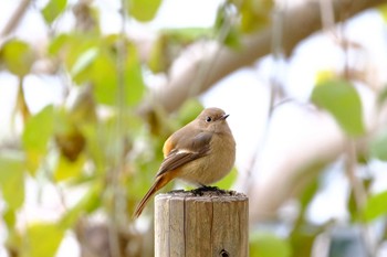 Daurian Redstart 東京都 Mon, 1/11/2021