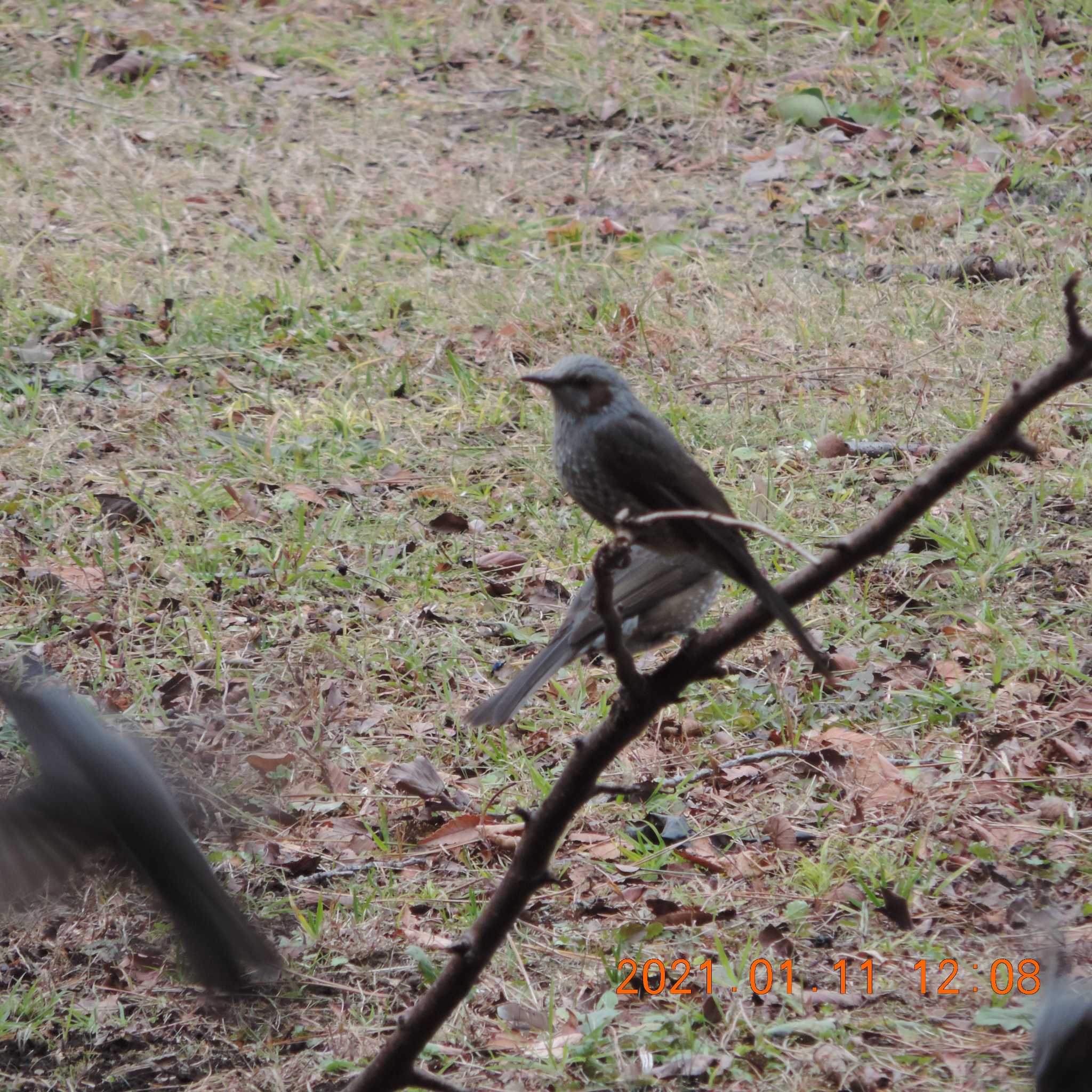 Photo of Brown-eared Bulbul at 辰巳 by K2Uchihira