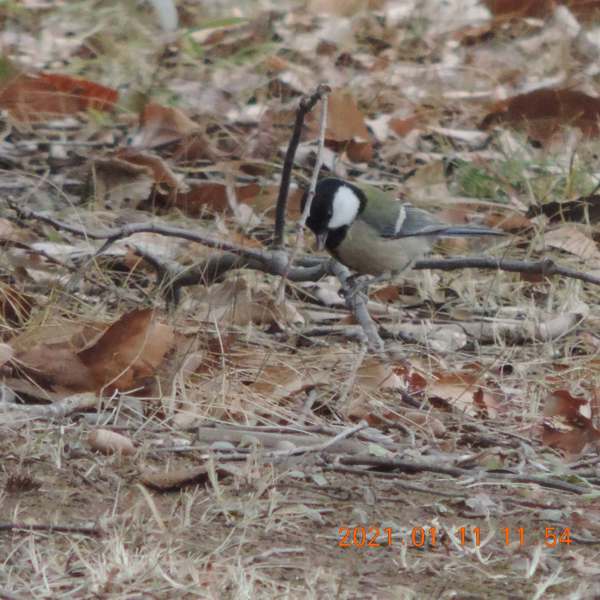 Photo of Japanese Tit at 辰巳 by K2Uchihira