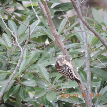 Japanese Pygmy Woodpecker 辰巳 Mon, 1/11/2021