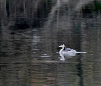 Great Crested Grebe 庄内川 Mon, 1/11/2021