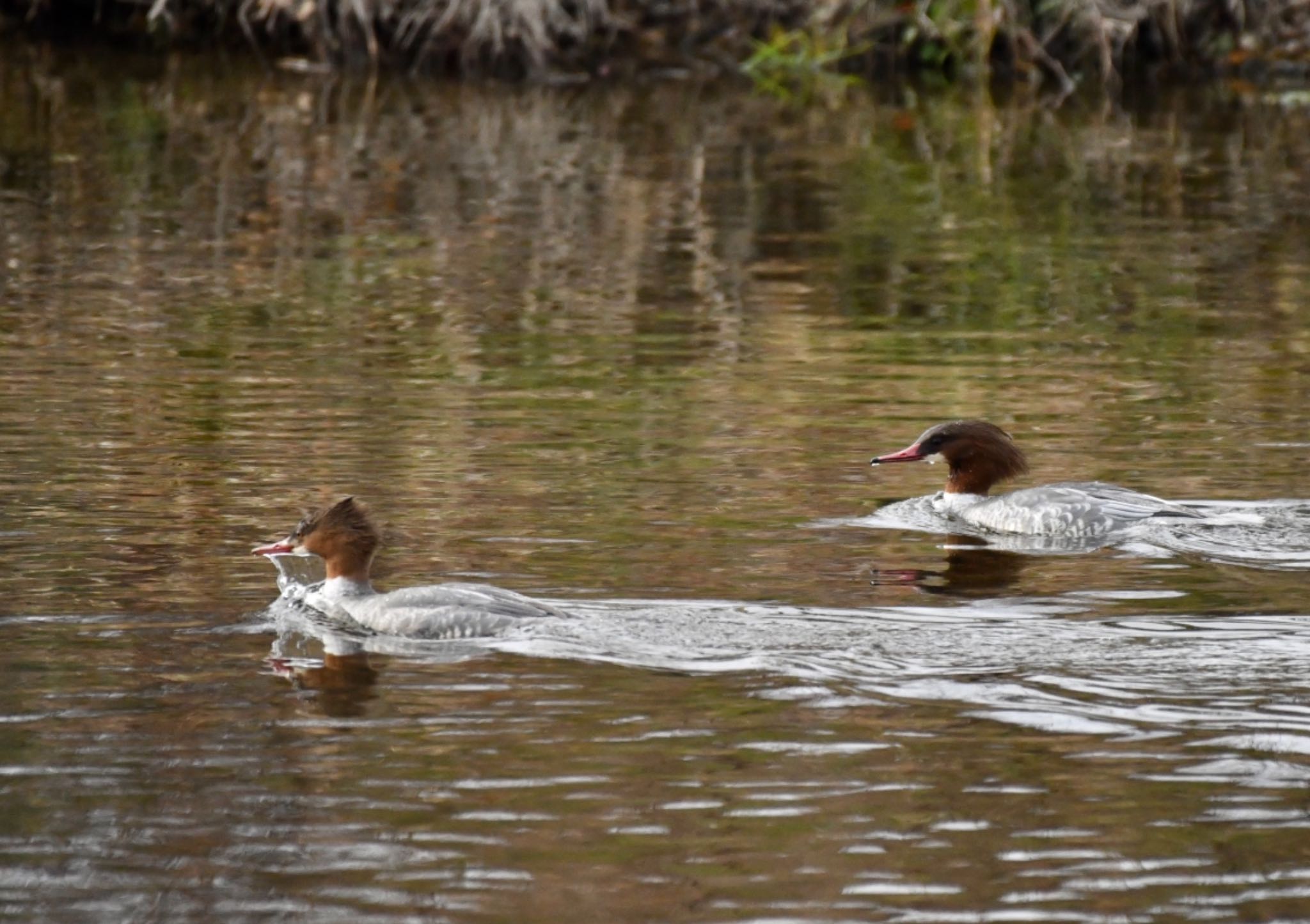 Photo of Common Merganser at 庄内川 by takuma_246