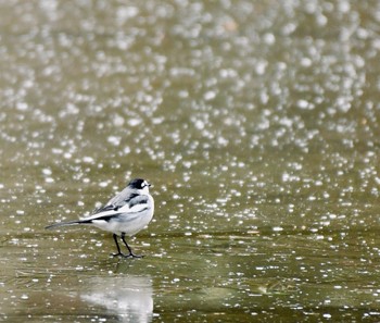 Japanese Wagtail 庄内緑地公園 Mon, 1/11/2021