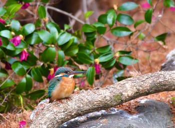 カワセミ 庄内緑地公園 2021年1月11日(月)