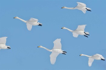 2021年1月11日(月) 珠洲市の野鳥観察記録