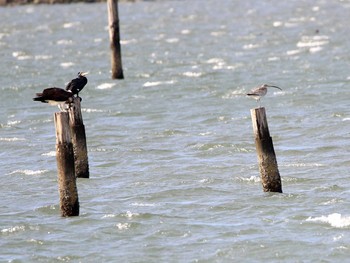 2016年11月28日(月) 葛西臨海公園の野鳥観察記録