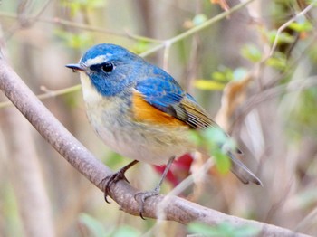 Red-flanked Bluetail 浅間山公園(府中市) Mon, 1/11/2021