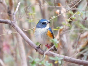 Red-flanked Bluetail 浅間山公園(府中市) Mon, 1/11/2021