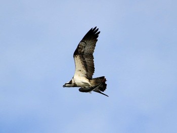 Osprey Kasai Rinkai Park Mon, 11/28/2016