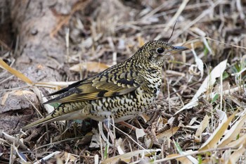 トラツグミ こども自然公園 (大池公園/横浜市) 2021年1月11日(月)