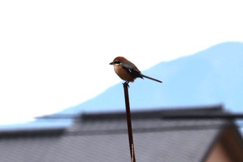 2021年1月11日(月) 城池親水公園の野鳥観察記録