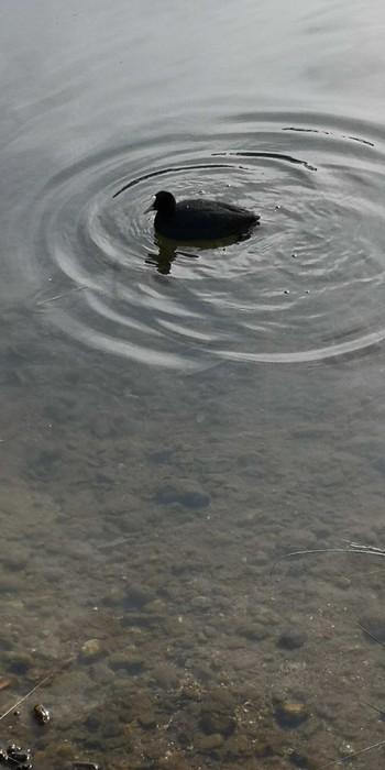 Eurasian Coot 名城公園 Mon, 1/11/2021