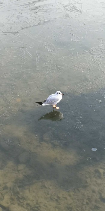 Black-headed Gull 名城公園 Mon, 1/11/2021