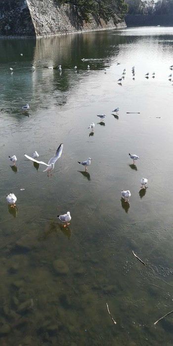 Black-headed Gull 名城公園 Mon, 1/11/2021