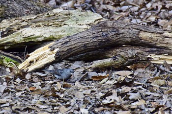 Grey Bunting Akigase Park Fri, 12/9/2016