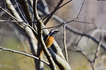 Daurian Redstart さくら草公園 Fri, 12/9/2016