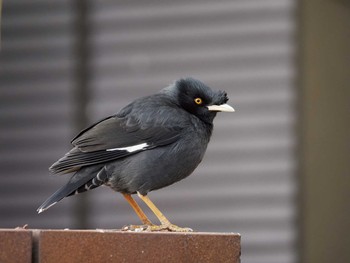 ハッカチョウ 横浜市 2021年1月11日(月)