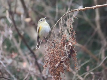 2021年1月11日(月) 早戸川林道の野鳥観察記録