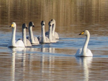 Whooper Swan 多々良沼 Fri, 11/25/2016