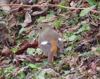 2021年1月11日(月) 宮ヶ瀬湖の野鳥観察記録