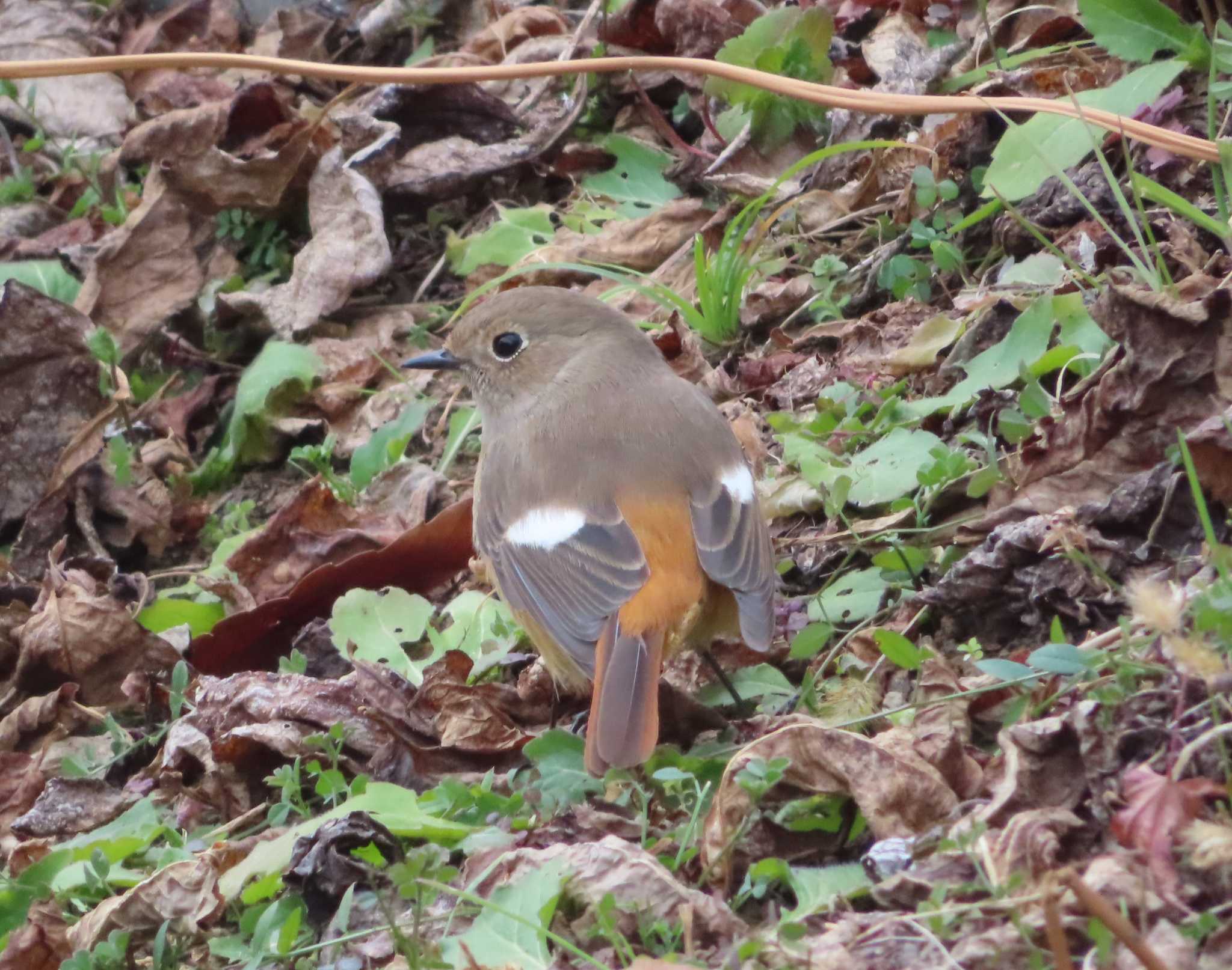 宮ヶ瀬湖 ジョウビタキの写真