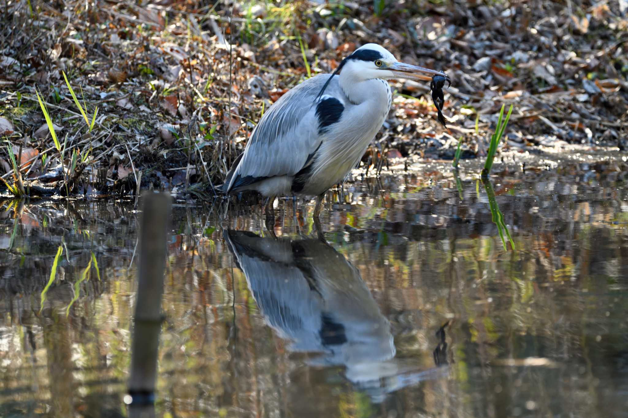 Grey Heron