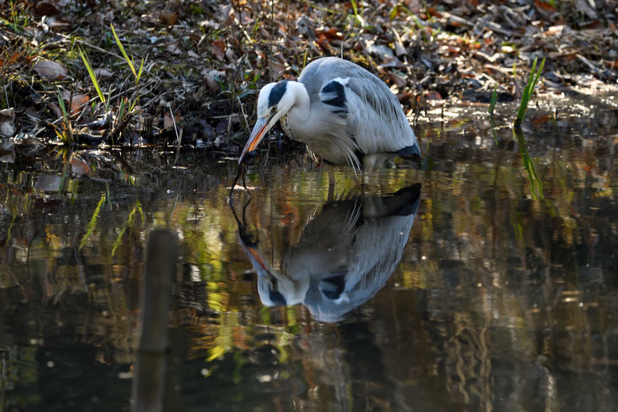 Grey Heron