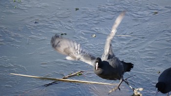2021年1月10日(日) 渡良瀬遊水地の野鳥観察記録