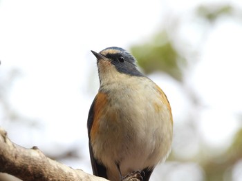 Red-flanked Bluetail 大和民族公園(奈良県) Mon, 1/11/2021