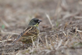 アオジ 野川 2021年1月11日(月)