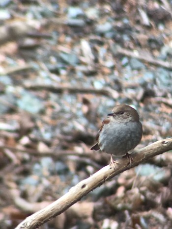 2021年1月11日(月) 丹沢湖・世附川の野鳥観察記録