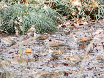 2021年1月11日(月) 野川公園の野鳥観察記録
