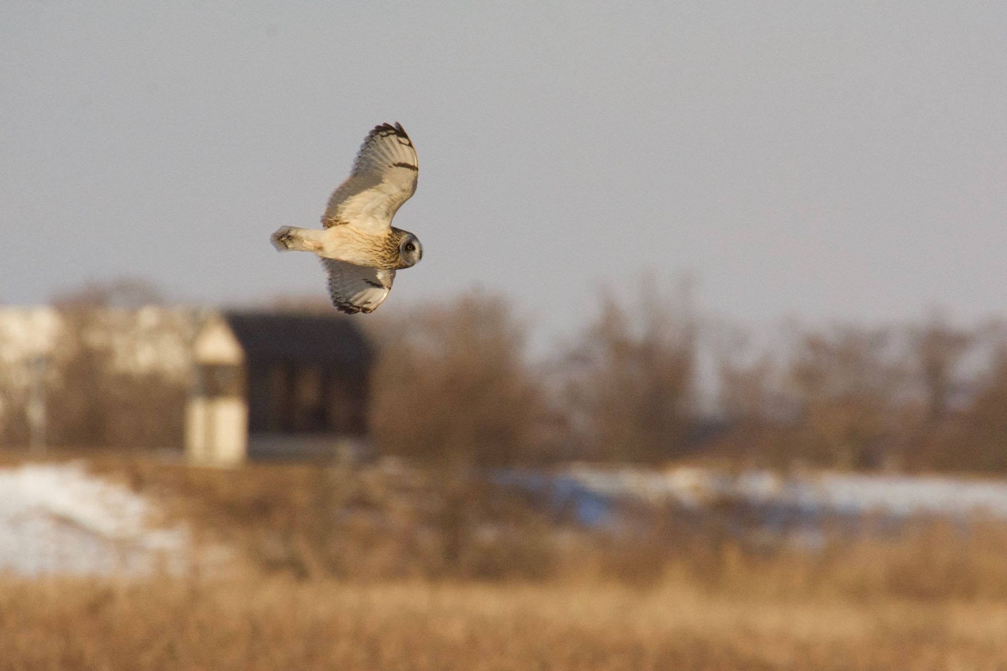 北海道むかわ町 コミミズクの写真