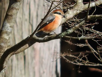 Bull-headed Shrike 愛知県 Sat, 12/10/2016