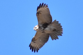 2021年1月10日(日) 渡良瀬遊水地の野鳥観察記録