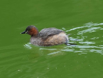 2021年1月11日(月) 薬師池公園の野鳥観察記録