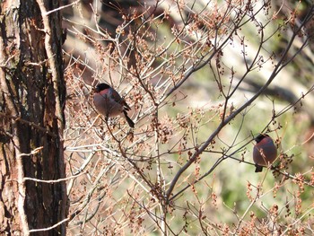 ウソ 愛知県 2016年12月10日(土)