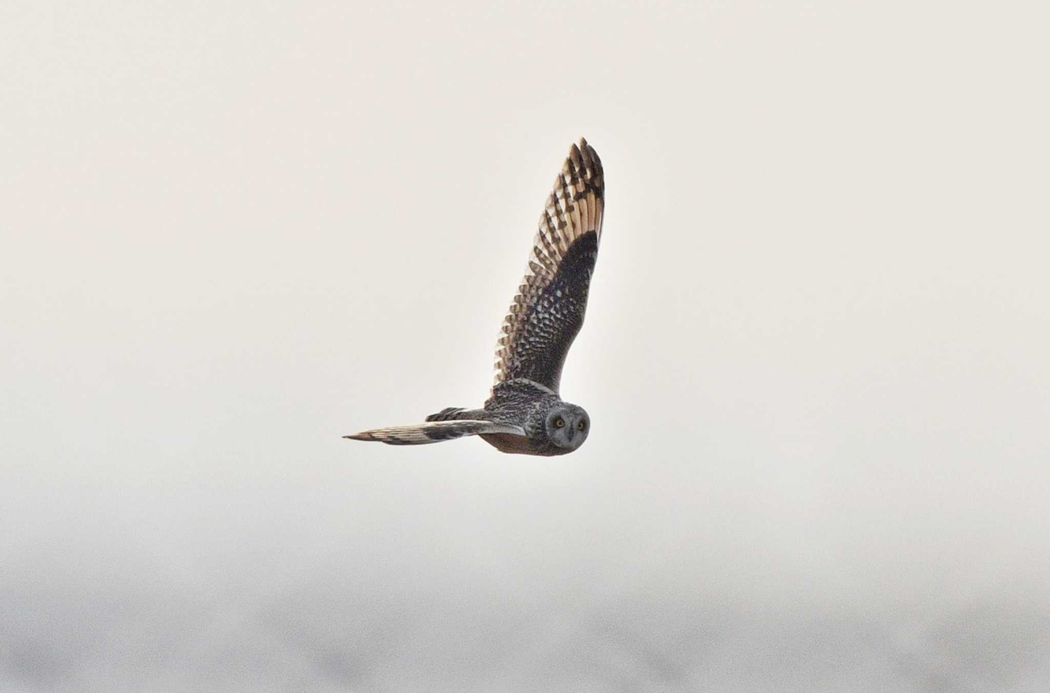  コミミズクの写真