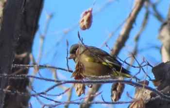 Grey-capped Greenfinch 青葉公園(千歳市) Mon, 1/11/2021