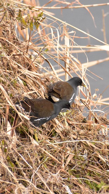 2021年1月11日(月) 芝川第一調節池(芝川貯水池)の野鳥観察記録
