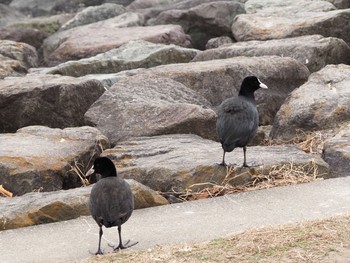 Mon, 1/11/2021 Birding report at ふるさとの浜辺公園