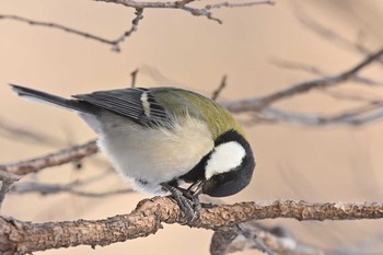 シジュウカラ 北大研究林(北海道大学苫小牧研究林) 2021年1月11日(月)