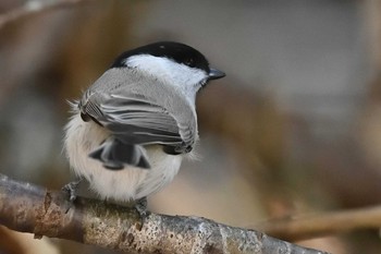 2021年1月11日(月) 北大研究林(北海道大学苫小牧研究林)の野鳥観察記録